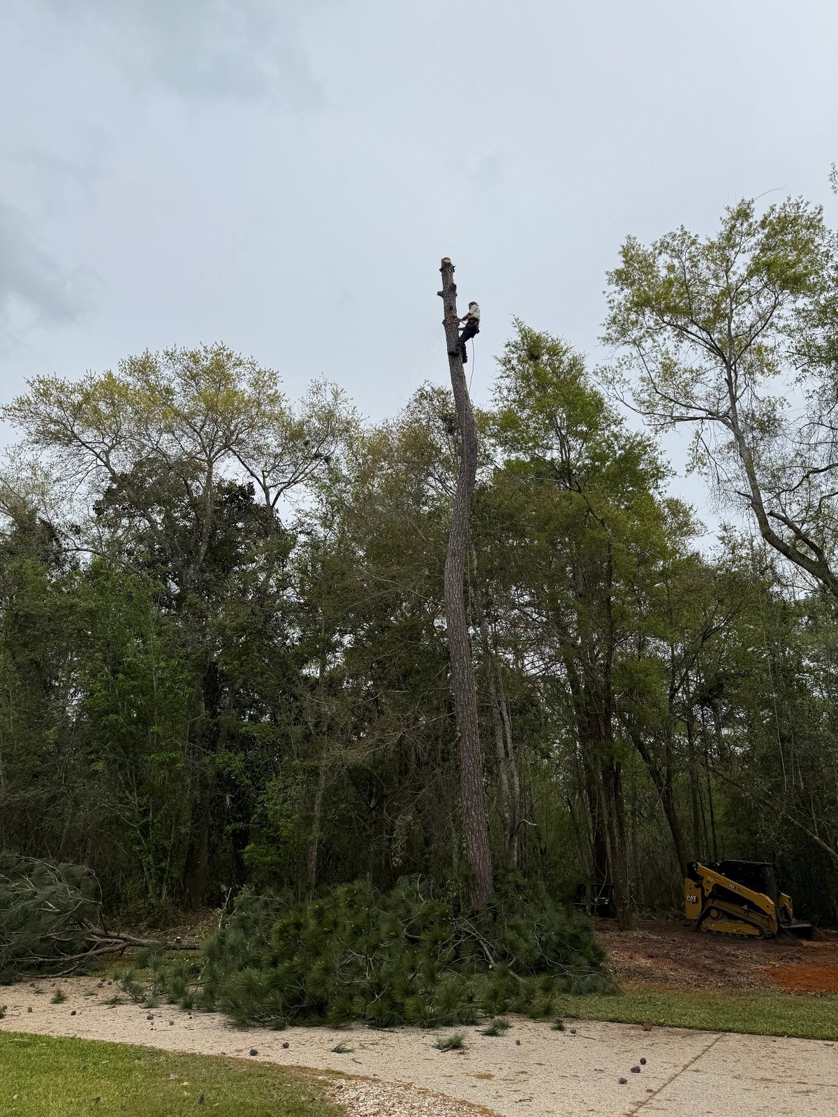 Tall dead tree trunk being cut down by yellow machinery in a wooded area with green trees and cloudy sky
