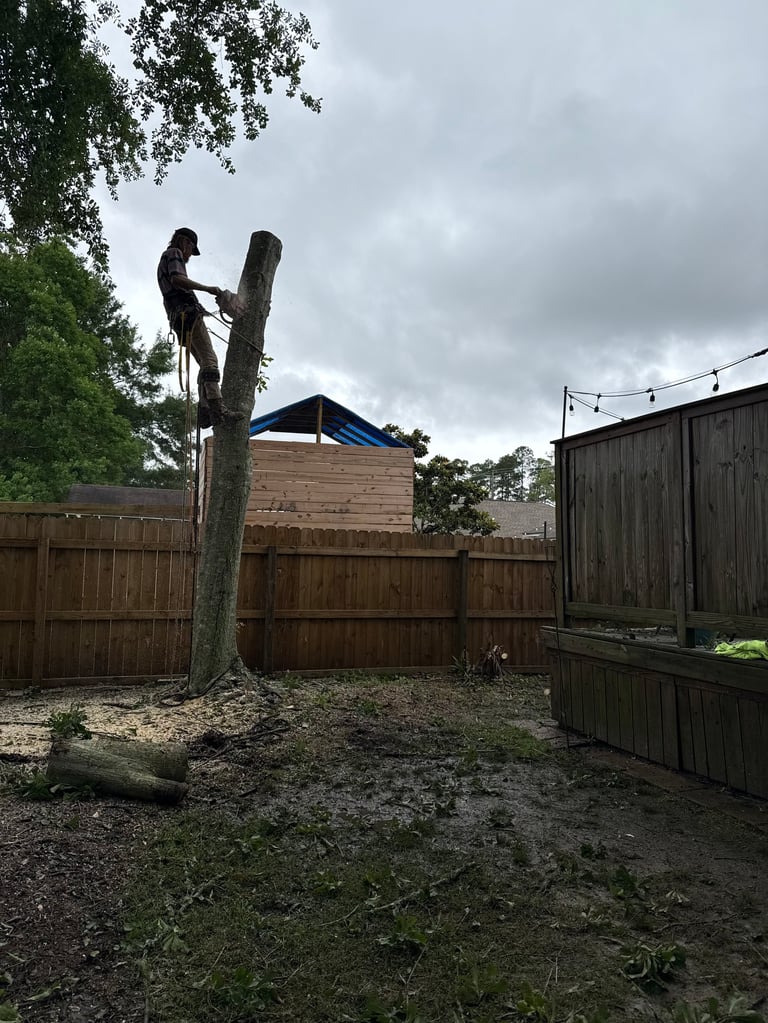 A person climbing a tall tree trunk in a backyard with wooden fences and overcast sky