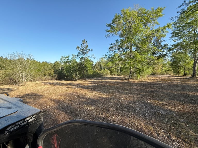 View from inside a vehicle on a dirt road through sparse woodland with scattered trees and clear blue sky