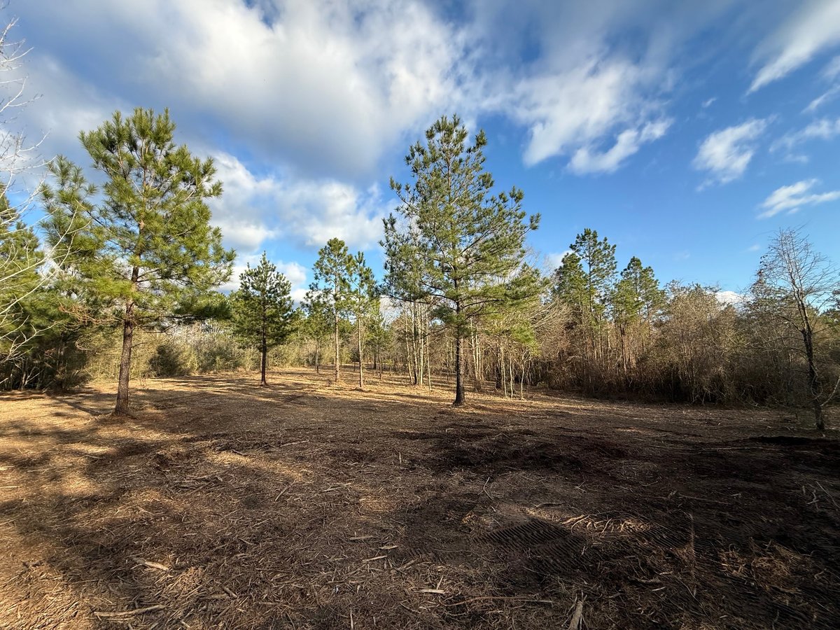 Mixed forest landscape with scattered pine and deciduous trees under a partly cloudy blue sky, dry grass and cleared ground visible